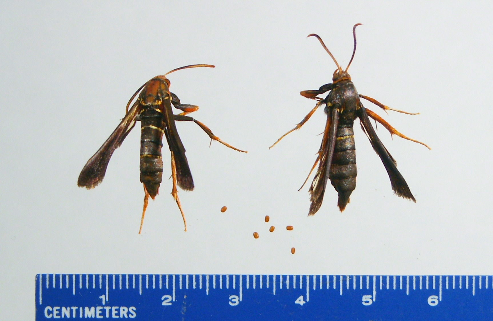 Female moths with eggs